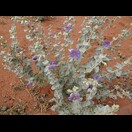 Solanum oligacanthum